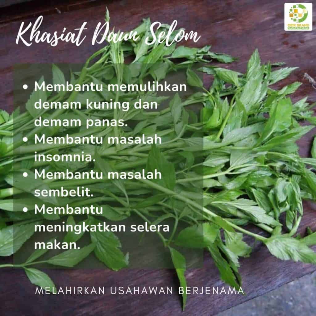 Daun Selom